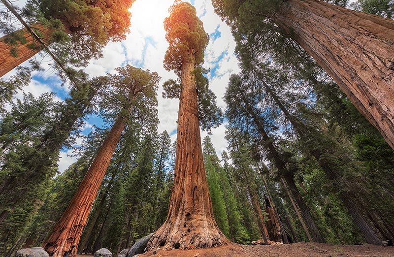 Sequoia National Park, California
